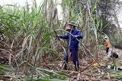 Trà Vinh: Giá mía tăng cao nhất trong 5 năm giúp người trồng có lãi