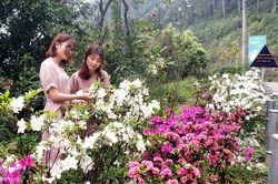 Lên Tam Đảo ngắm hoa đỗ quyên bung nở khoe sắc