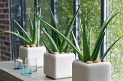 Công dụng bất ngờ của những loại cây cảnh trong nhà