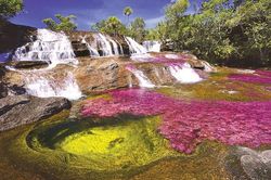 Cano Cristales - kỳ quan thiên nhiên của Colombia