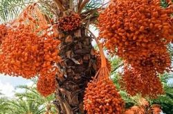 Ngất ngây với vẻ đẹp của vườn chà là ở Sa Đéc