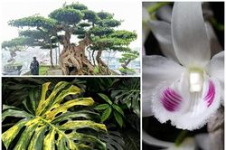 'Té ghế' 3 loại cây cảnh giá trăm tỷ gây sốt ở Việt Nam