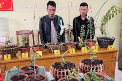 Lái xe ô tô từ Vĩnh Phúc vào Thanh Hóa trộm lan đột biến