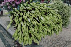 Hà Nội đắm mình trong sắc trắng của hoa loa kèn