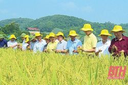 Những người trẻ nặng lòng với cây lúa, hạt gạo quê Thanh