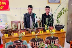 Bắt giữ 2 đối tượng chuyên trộm hoa lan đột biến
