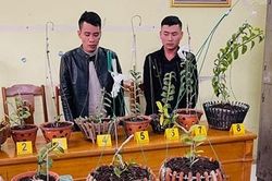 Bắt giữ 2 kẻ chuyên 'săn' trộm lan đột biến