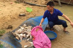 Đâu là nguyên nhân cá chết hàng loạt trên sông Con?