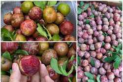 Mận hậu đầu mùa giá 'chát'... chị em lùng mua đến 'cháy hàng'
