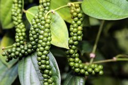 Giá tiêu hôm nay 29/3: Tăng giảm 'lình xình', thấp nhất 72.000đ/kg, giá không theo quy luật, nông dân bất an