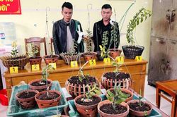 Nửa đêm trèo tường trộm lan phi điệp đột biến giá hàng tỷ đồng