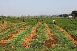 Gỡ nút thắt về đầu ra cho nông sản