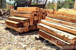 Điều tra hàng loạt cây cổ thụ bị khai thác trái phép
