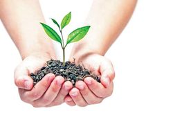 Rừng thưa vắng đại thụ, thành phố thiếu cây xanh