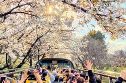 Trải nghiệm ngắm hoa anh đào Nhật Bản bằng xe bus mui trần ở Tokyo
