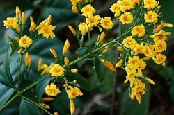 Cặp vợ chồng nguy kịch sau khi uống nước lá ngón