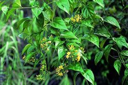 Hai vợ chồng nhập viện cấp cứu nghi ngộ độc nước lá ngón