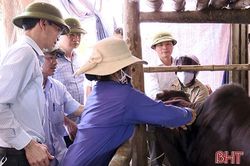 Diễn biến nhanh, Đức Thọ có 14/16 xã 'dính' dịch viêm da nổi cục trên trâu bò