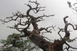 Ngỡ ngàng 'cây chết' được trả tiền tỷ, chủ nhân vẫn chưa muốn bán