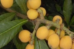 Táo mèo phòng tăng huyết áp