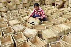 Người xuất khẩu bèo, cỏ tây tới 40 nước