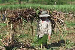 Áp thuế tạm thời đường mía nhập khẩu từ Thái Lan: Ai được lợi?