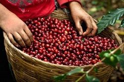 Giá cà phê hôm nay 31/3: Tiếp tục giảm rất sâu; Vẫn thêm xúc tác tích cực cà phê robusta có thể trở về 1.410 USD?