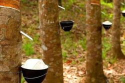 Giá cao su hôm nay 31/3: Tiếp đà đi lên, thấp nhất 25.000 đồng/kg; Nhu cầu nhập khẩu của Trung Quốc tăng, Mỹ phục hồi