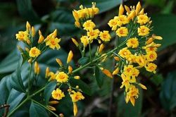Nữ sinh lớp 7 bị trầm cảm tự tử bằng lá ngón