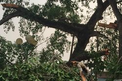 Gãy nhánh cây đa cổ thụ, 4 học sinh tiểu học bị thương