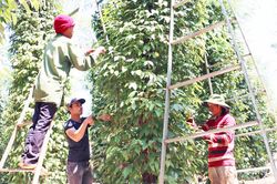 Giá hồ tiêu vào chu kỳ 'rung lắc'