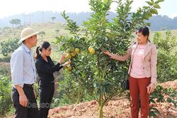 Nâng cao năng lực sản xuất gắn với bảo vệ rừng