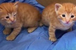 Siêu đáng yêu cảnh mèo mẹ tự tha con đến bệnh viện khám mắt