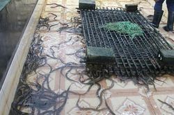 Nuôi lươn trong bể không bùn