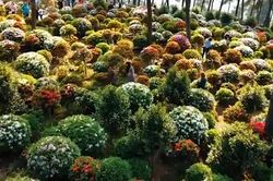 Hàng trăm mẫu hoa đỗ quyên nở rộ trên núi ở Trung Quốc