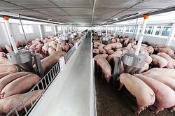 Giá lợn hơi hôm nay 1/4/2021: Cao nhất đạt 77.000 đồng/kg