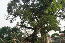 Cây đa hơn 300 tuổi gãy đổ làm bốn học sinh bị thương