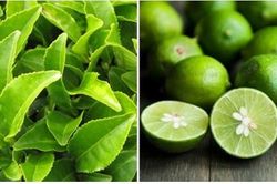 Mách bạn cách dùng trà xanh đúng cách cho các loại da khác nhau