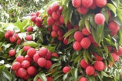Vải thiều Lục Ngạn được bảo hộ chỉ dẫn địa lý tại thị trường khó tính Nhật Bản