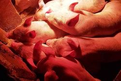 Giá lợn hơi hôm nay 16/3: Miền Nam tiếp tục tăng 1.000 đồng/kg