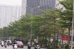 Ngắm những hàng cây bàng Đài Loan xanh mướt trên đường phố Hà Nội