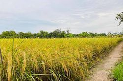 Giá lúa gạo hôm nay 2/4: Giá gạo xu hướng giảm, giá xuất khẩu tiếp tục 'bốc hơi'