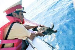 Nghiên cứu bảo vệ bãi rùa đẻ trên vịnh Nha Trang