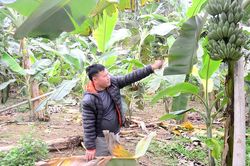 Phát triển chuối tây cần theo quy hoạch