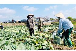 Tứ Kỳ phát huy thế mạnh thúc đẩy kinh tế