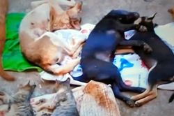 Trộm chó - truyện dài phải có đoạn kết