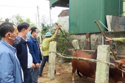 Nghệ An: Trên 50.000 liều vắc-xin trị viêm da nổi cục cho trâu, bò được tiêm đồng loạt