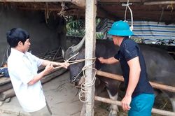 Nghệ An: Đồng loạt tiêm trên 50.000 liều vắc-xin viêm da nổi cục cho trâu, bò