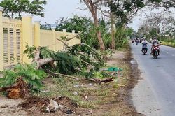 Thương tâm: Cây phượng còn tươi tốt bật gốc, đè tử vong nữ điều dưỡng