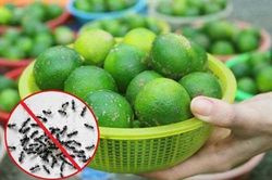 Cách trị muỗi, kiến, gián đầy hữu hiệu và an toàn chỉ bằng 1 quả chanh